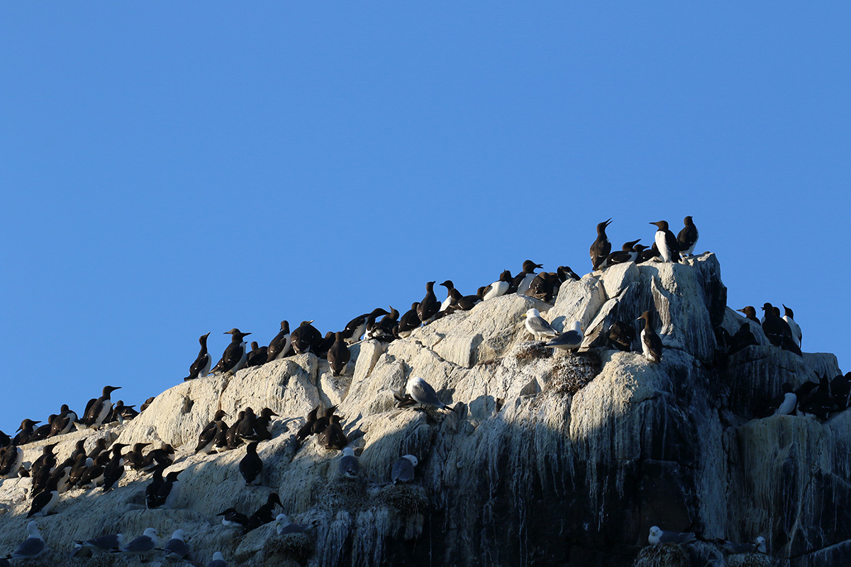 Farne Islands - zeekoeten